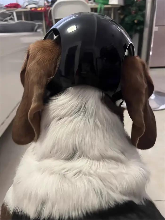 Casque de sécurité Cool pour chiens de petite et moyenne taille, bouledogue français Doberman Pinsch