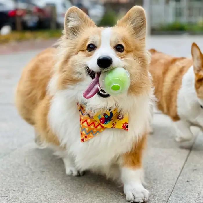 CAITEC – jouet pour chien, incroyable boule couineuse, Durable, flottant, élastique, résistant aux m