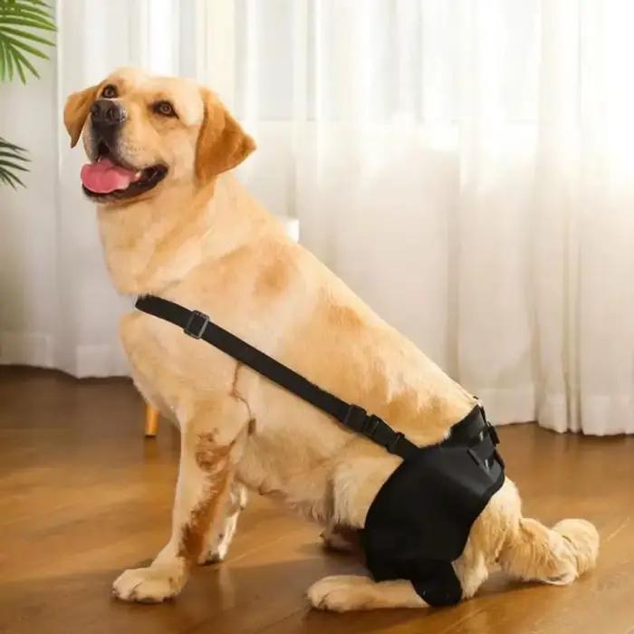 Attelle de soutien des jambes de chien, protection des articulations des hanches et des genoux, prév