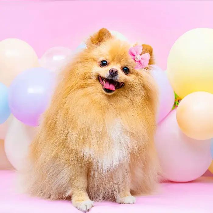 100 pièces en vrac accessoires de cheveux de chien de compagnie arcs de cheveux de chien avec dioman
