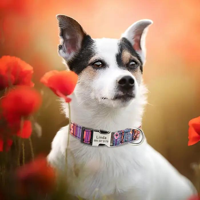 Collier de chien en nylon personnalisé, collier pour animaux de compagnie, étiquette d'identificatio