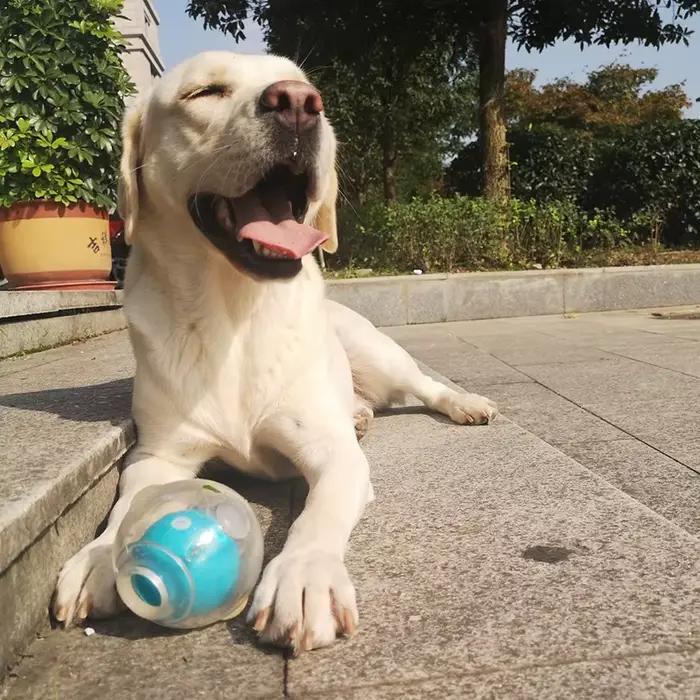 CAITEC – jouet pour chien, incroyable boule couineuse, Durable, flottant, élastique, résistant aux m