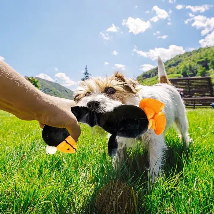 Jouets pour animaux de compagnie, poulet hurlant, son, chiot, résistant aux morsures, à mâcher, inte