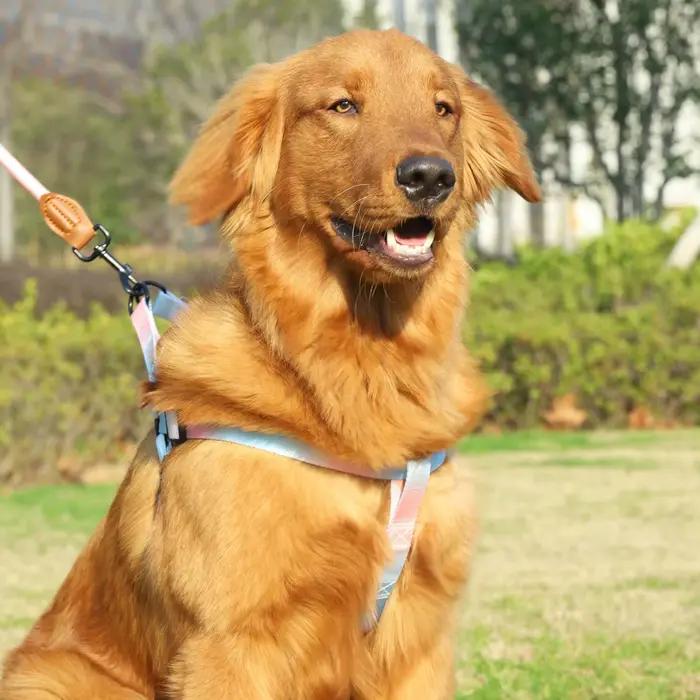 Harnais coloré pour animaux de compagnie avec laisse et laisse pour chien, utilisation intérieure et