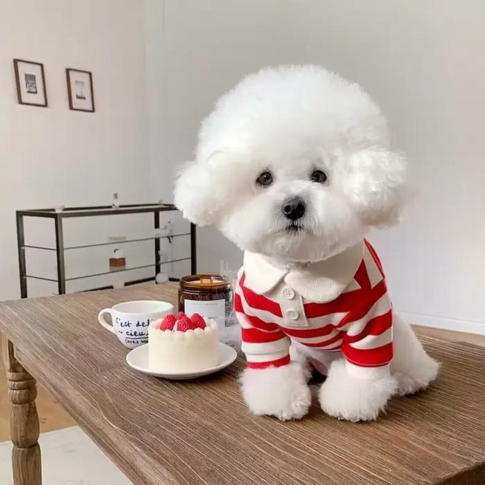 Polo d'été pour chiens, vêtements pour chiots, Bichon Frise, Chihuahua, sweat-shirt à rayures pour c