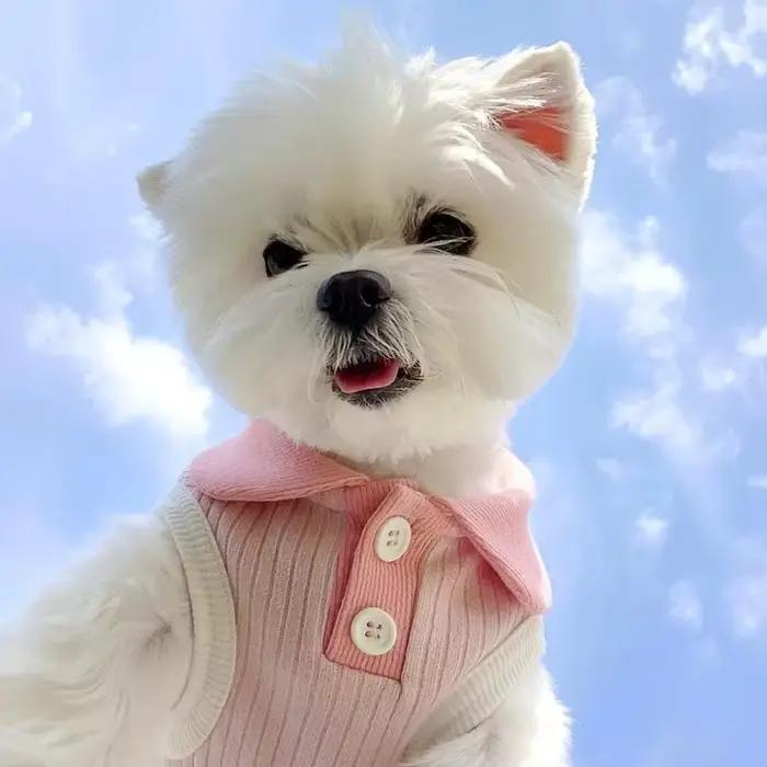 Vêtements d'été pour chiots, Polo pour petits chiens, chat, chien, gilet rafraîchissant, Chihuahua, 