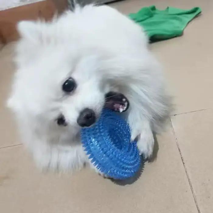 Jouets à mâcher en TPR pour chien, Donut fort, avec couineur, petit et moyen gabarit, bouledogue fra