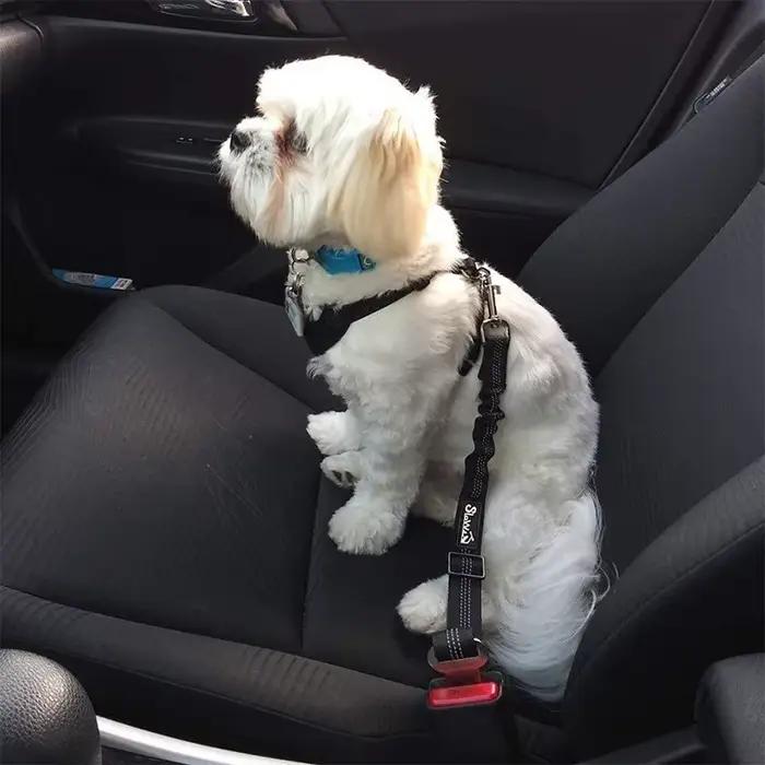 Laisse de sécurité pour chien, coussin rétractable réglable, élastique, pour animaux de compagnie, c