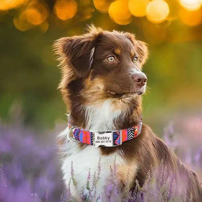 Collier en nylon personnalisé avec nom gravé pour animal de compagnie, collier pour chiot, identific