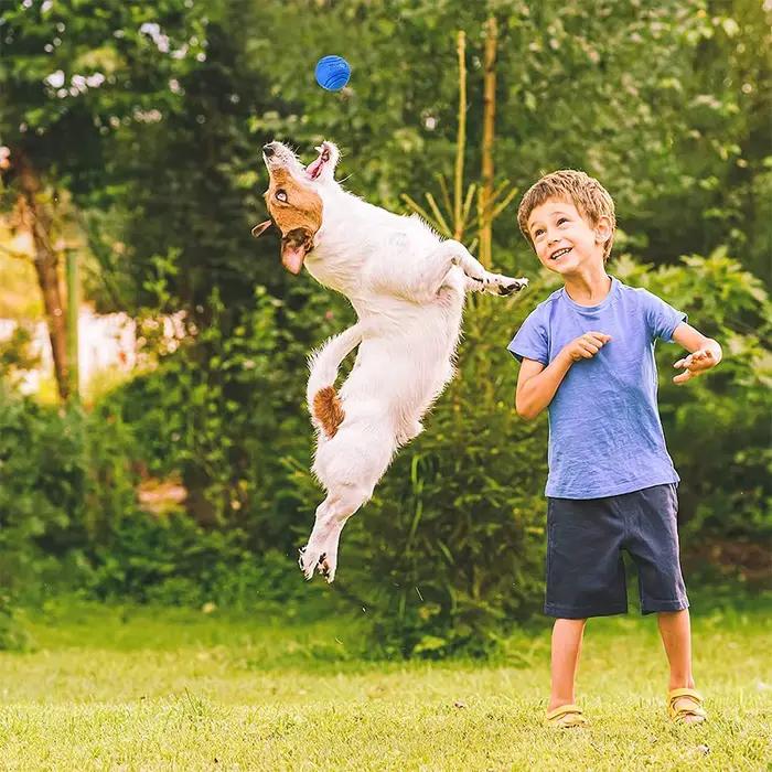 Jouets pour chiens de compagnie, balle gonflable en caoutchouc solide, résistance aux jouets à mâche