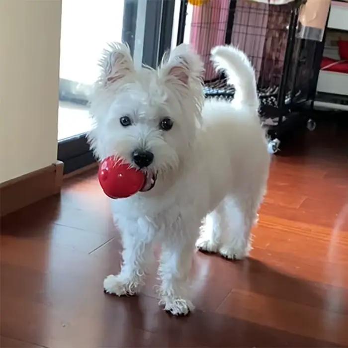 CAITEC – jouet pour chien, incroyable boule couineuse, Durable, flottant, élastique, résistant aux m