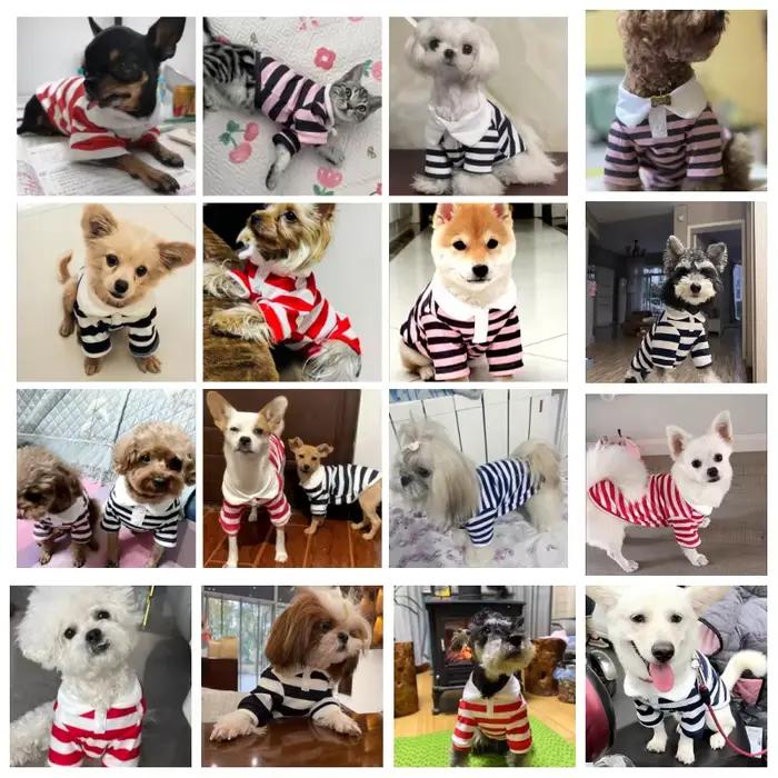 Polo d'été pour chiens, vêtements pour chiots, Bichon Frise, Chihuahua, sweat-shirt à rayures pour c