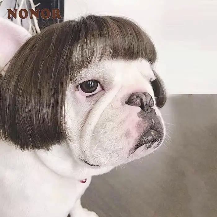 NONOR-Perruques pour animaux de compagnie, accessoires de cosplay, chapeau en élasthanne croisée, ol
