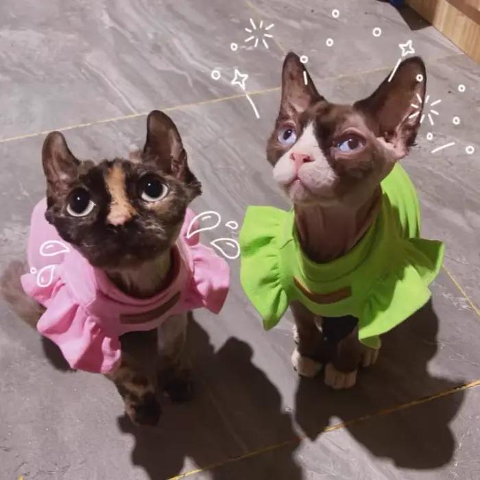 Sphynx – vêtements de luxe pour chat, robe fantaisie d'été pour chien, sans poils, petit bouledogue 