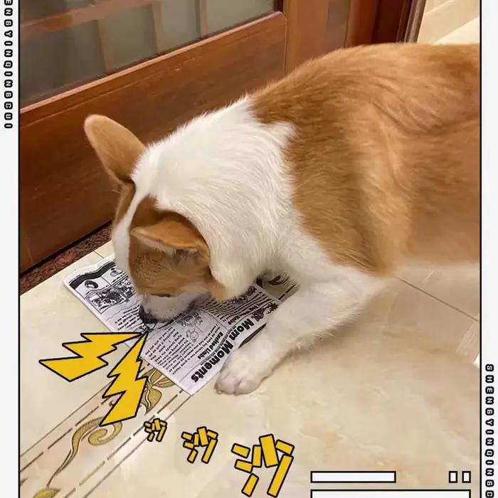 Jouet sonore anti-déchirure pour chien, 1 pièce, simulation de journal couinant, carte de jeu K Q J,