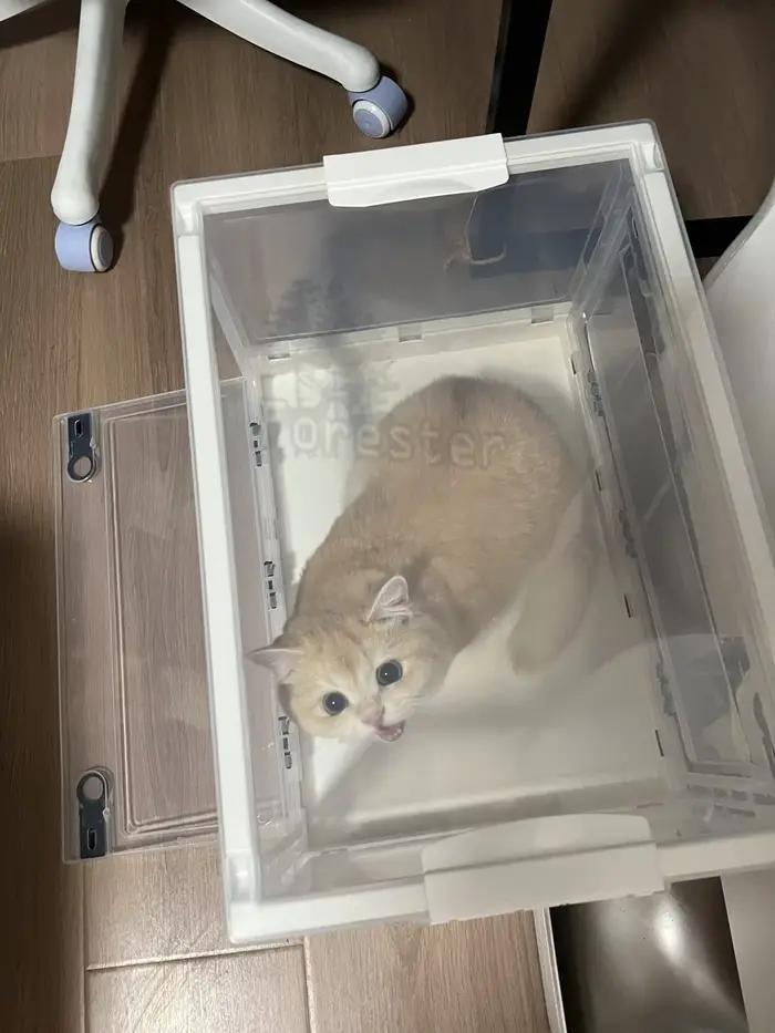 Boîte d'atomisation pour animaux de compagnie, salle d'oxygène pliable, facile à transporter, boîte 