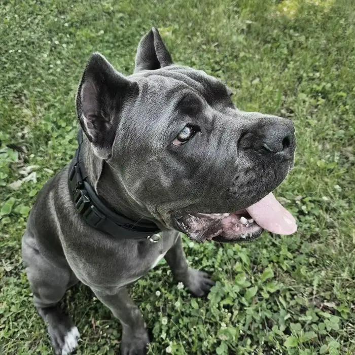Collier DulDog de qualité militaire avec poignée, collier RapDuty pour chiens moyens et grands, cont