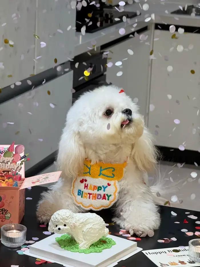 Bavoir et chapeau d'anniversaire pour chat et chien, mini bandana réglable pour chien et chat, acces