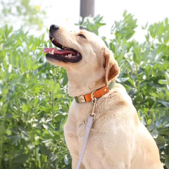 Ensemble de laisse de collier de chiot de chien personnalisé en Nylon, en cuir véritable, plaque sig