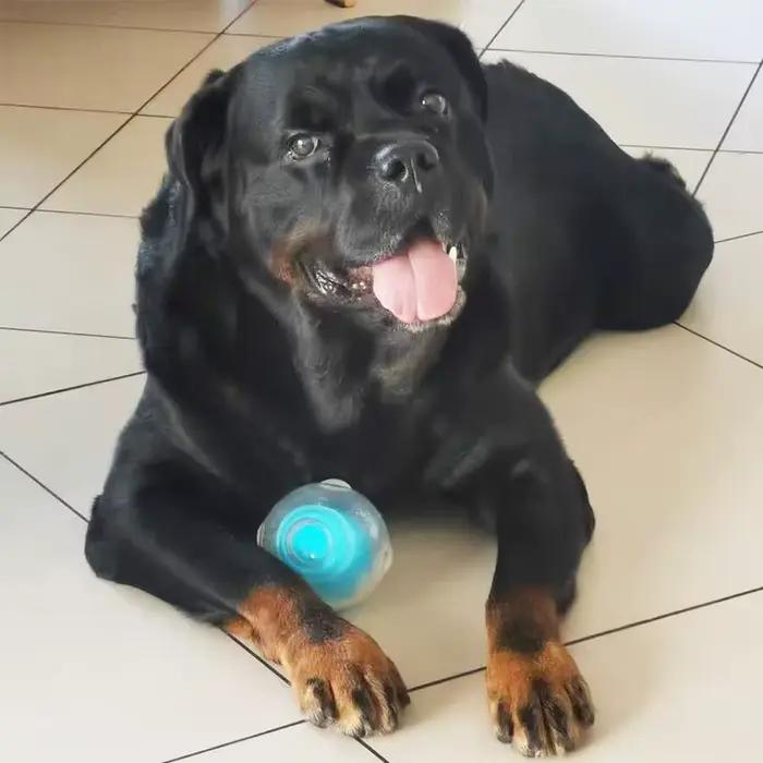 CAITEC – jouet pour chien, incroyable boule couineuse, Durable, flottant, élastique, résistant aux m