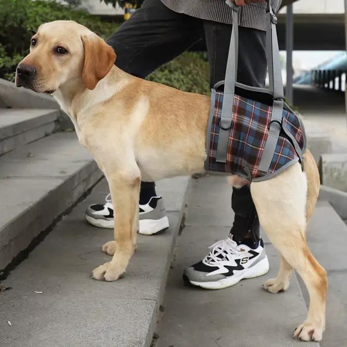 Harnais de soutien pour chien, pour le dos et les jambes avant, rééducation, réglable, Portable pour