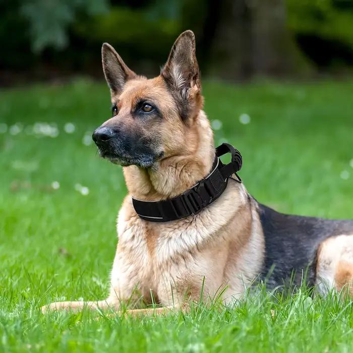 Collier pour chien en Nylon Durable, tactique militaire, colliers d'entraînement pour animaux de com