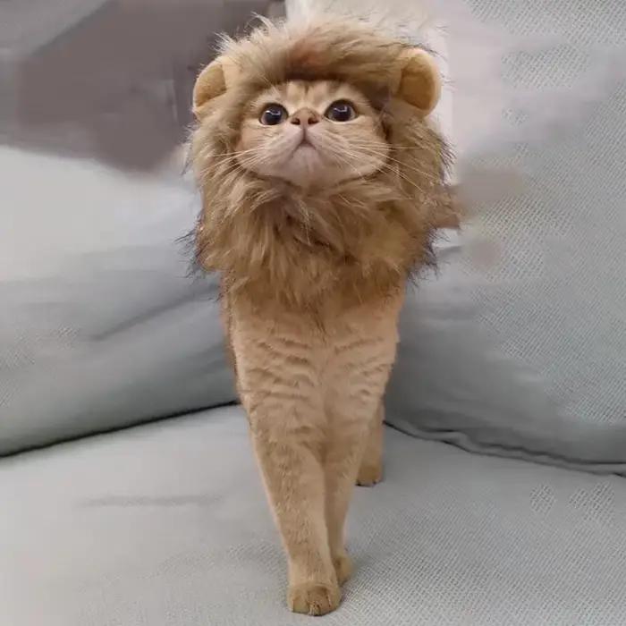Chapeau de perruque de crinière de chat mignon pour chiens et chats, casquette de cheveux de paupièr