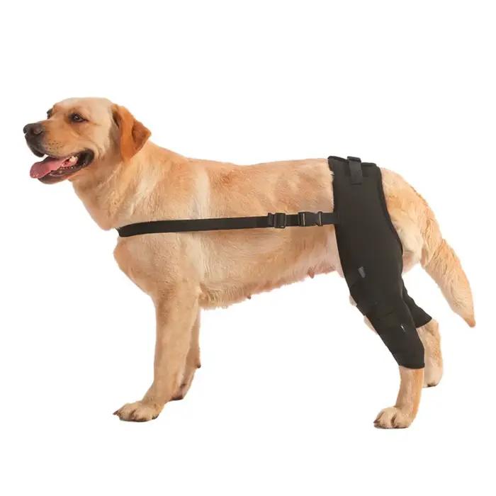 Attelle de soutien des jambes de chien, protection des articulations des hanches et des genoux, prév