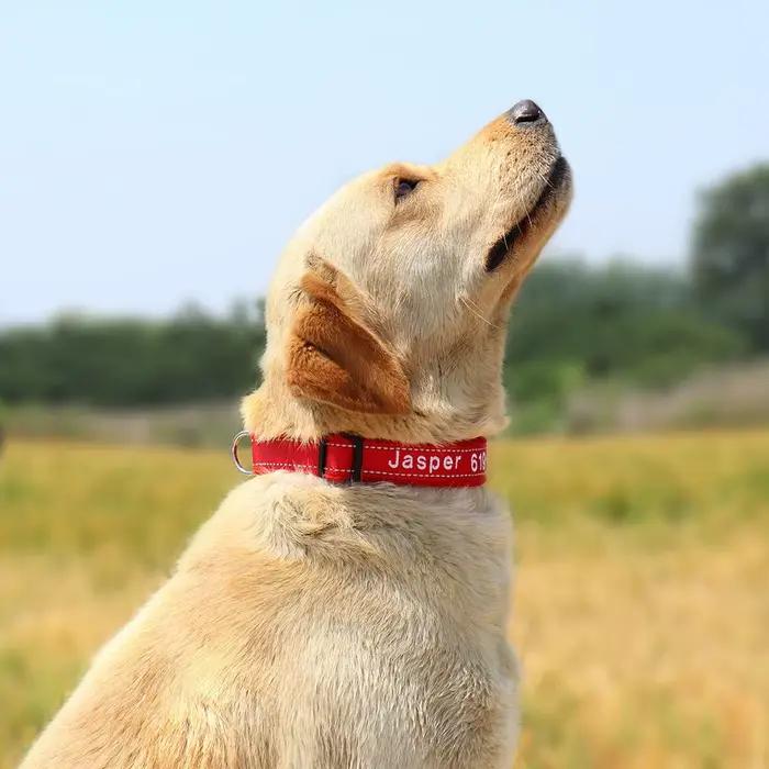 Collier de chien brodé personnalisé en Nylon réfléchissant, accessoires de nom d'identification pers