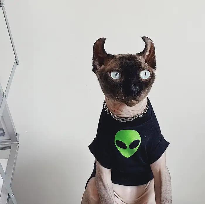 Vêtements Alien Sphynx pour animaux de compagnie, vêtements pour chat sans poils, t-shirt en coton G