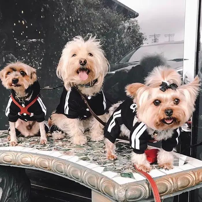 Survêtement pour chiens printemps automne vêtements pour chiens Sport sweat combinaison pour petits 