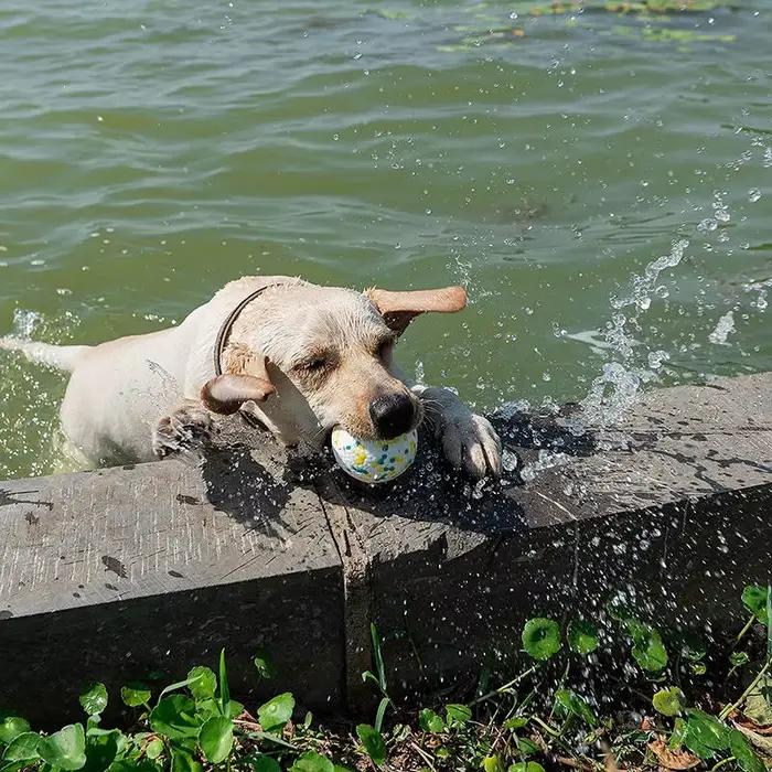 Jouet pour chien de compagnie, balle Super résistante aux morsures, balle légère à mâcher ETPU, joue