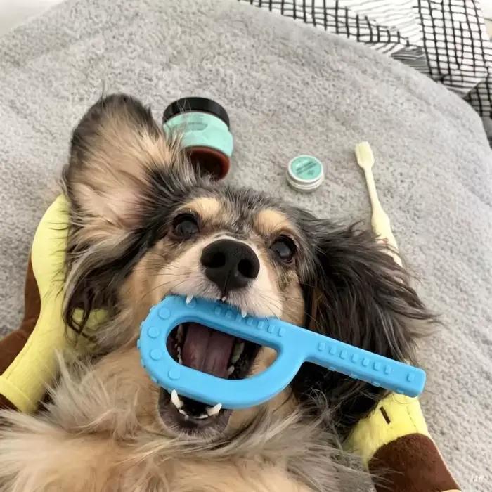 Outil d'aide au brossage pour chien, jouet à mâcher pour nettoyer les dents, outils auxiliaires pour