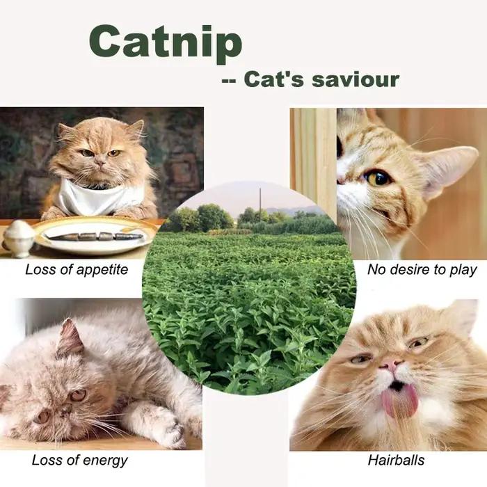 Sacs d'herbe à chat, 10 pièces, poudre de feuilles hachées pour chats, jouets naturels Nepeta Catari