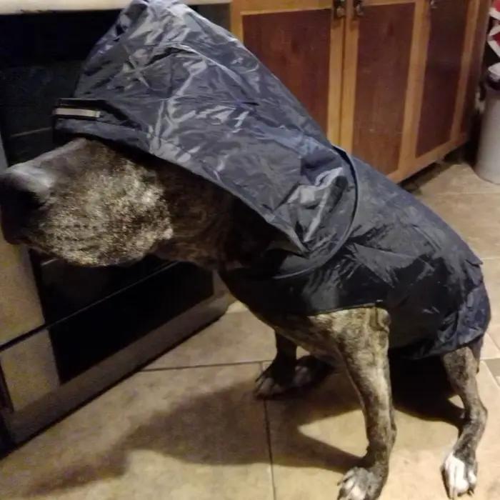 Manteau imperméable réfléchissant pour chien, vêtements imperméables pour petits et grands chiens, m