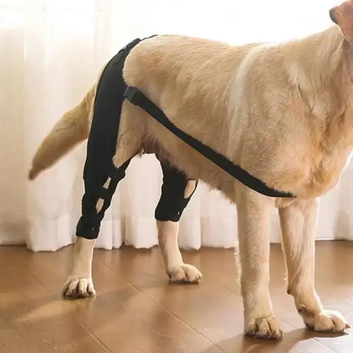 Attelle de soutien des jambes de chien, protection des articulations des hanches et des genoux, prév