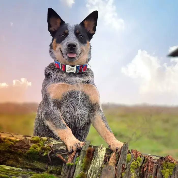 Collier personnalisé pour chien et chat, petit, moyen et grand, nom gravé personnalisé, identificati