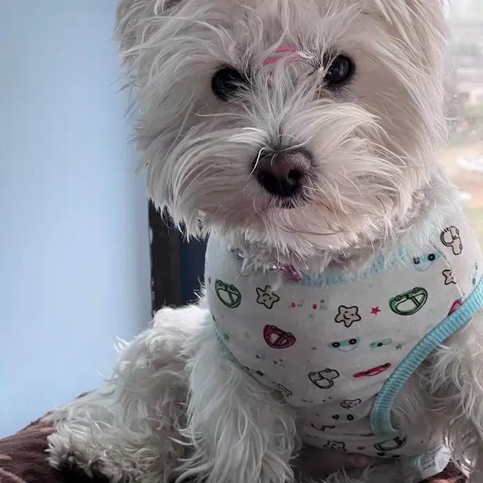 Gilet en coton pour chiens, vêtements pour petits chiens, Chihuahua, animaux d'été, gilet de dessin 