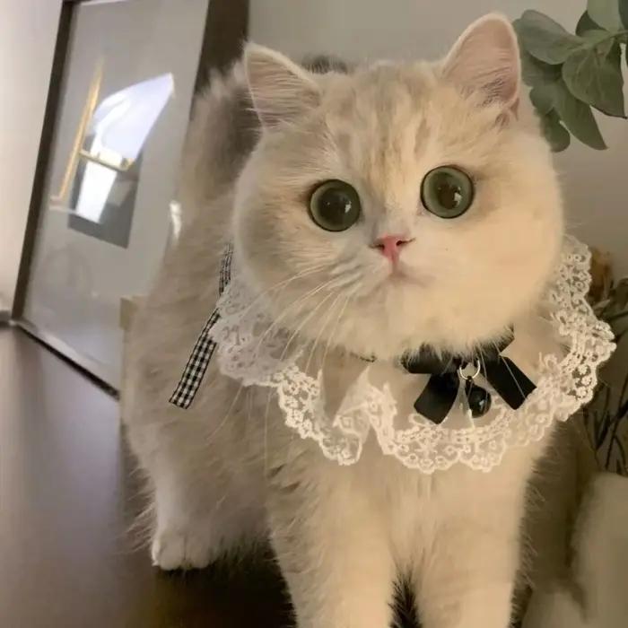 Collier chat chien soie mariage chat chiot ruban écharpe style princesse col en dentelle cloche coll
