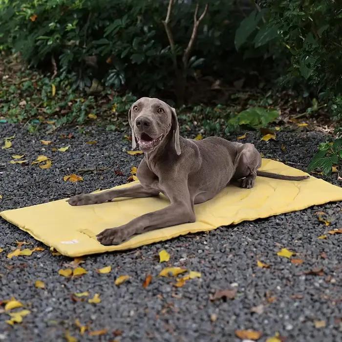 Couverture Portable et Pliable pour Chien