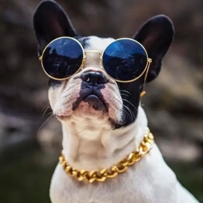 Collier chaîne à la mode pour animaux de compagnie