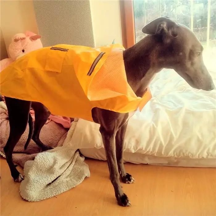 Manteau imperméable pour chien