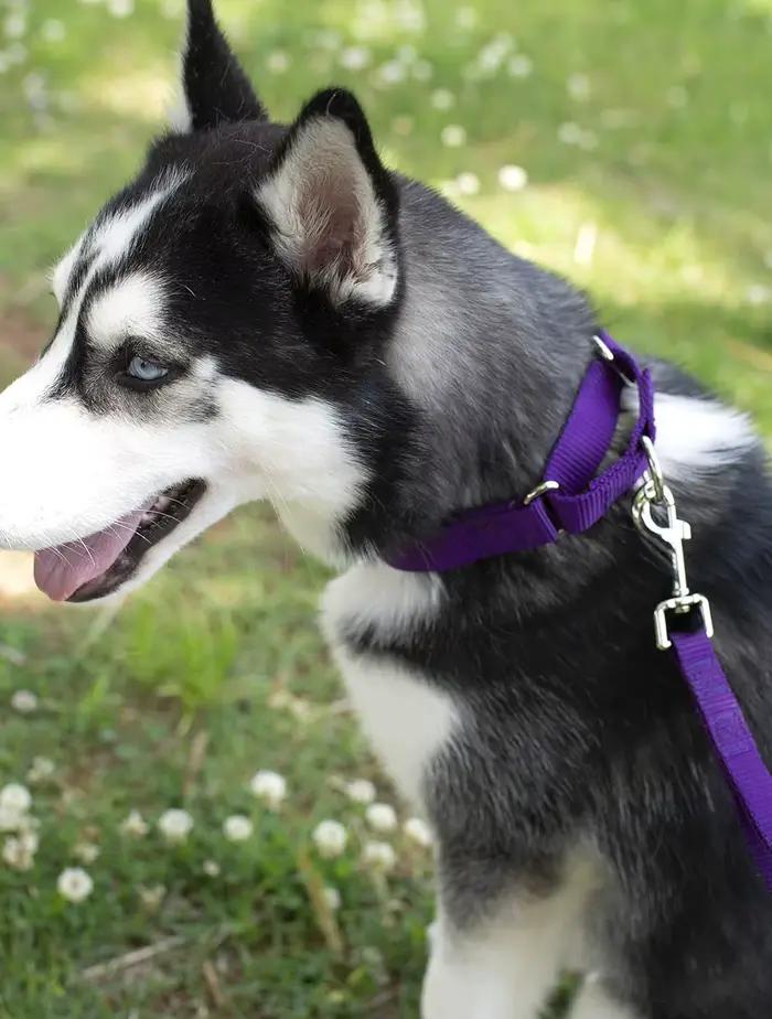 Martingale collier pour chien en Nylon robuste contrôle réglable
