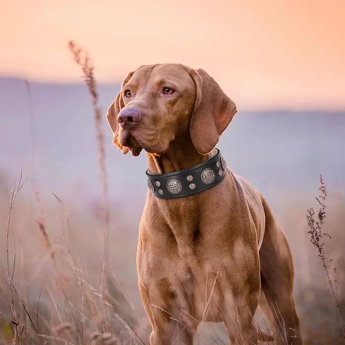 Collier pour chien en cuir véritable