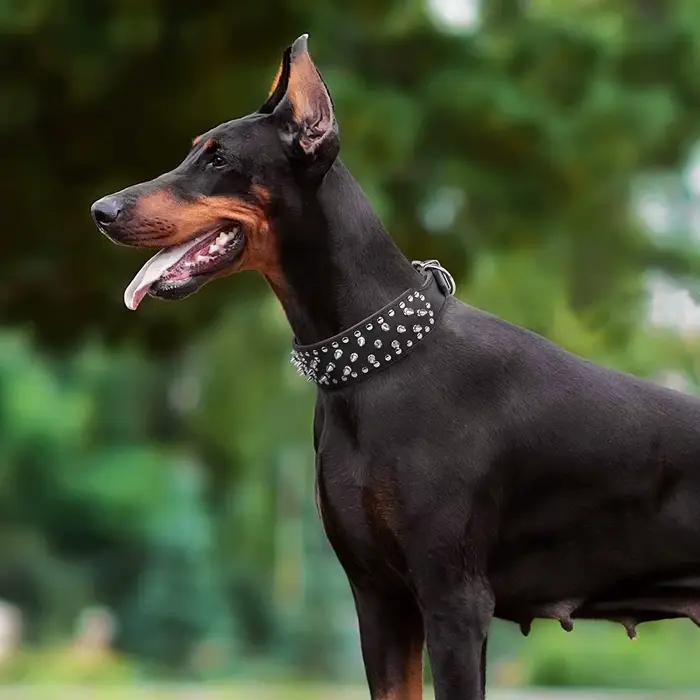 Grand collier de chien à pointes pour les races moyennes et grandes L-3XL Pitbull Mastiff Boxer cuir PU 4 couleurs