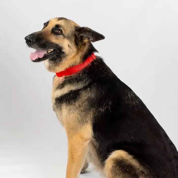 Martingale collier pour chien en Nylon robuste contrôle réglable