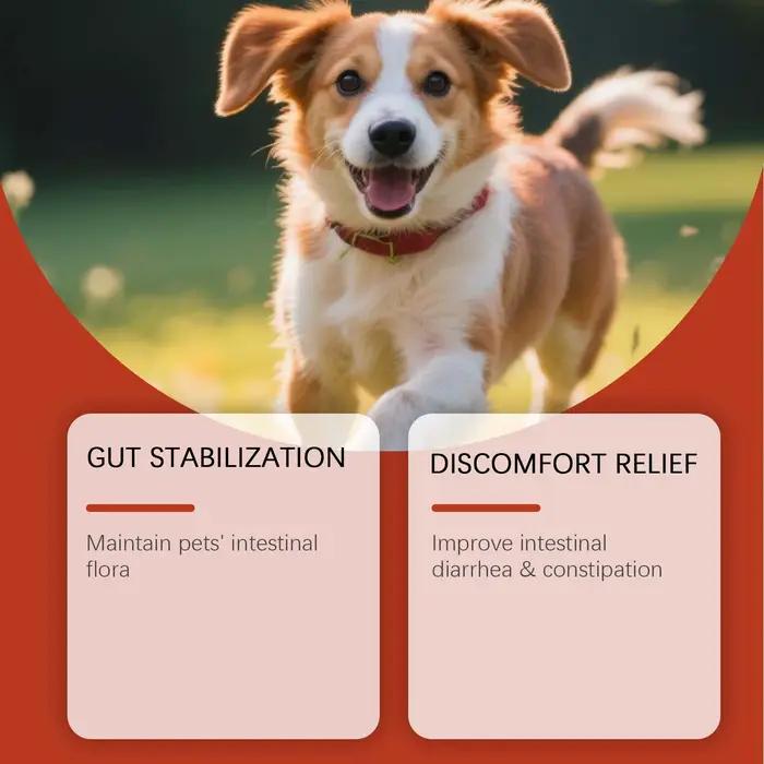 Poudre Probiotique Canine Soutien Santé Intestinale Amélioration du Bien-être Digestif Renforce la Défense Corporelle Améliore la Vitalité de l'Animal de Compagnie Soin Quotidien 100g