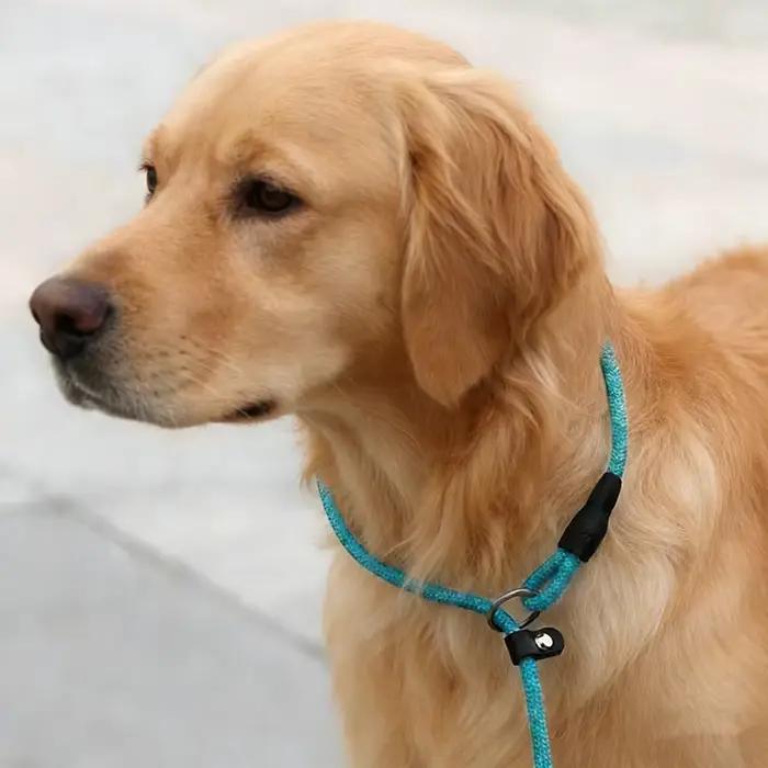 Laisse pour chien chaînes antidérapantes