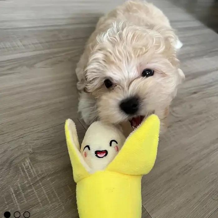 Ensemble de 7 jouets sonores pour chiots