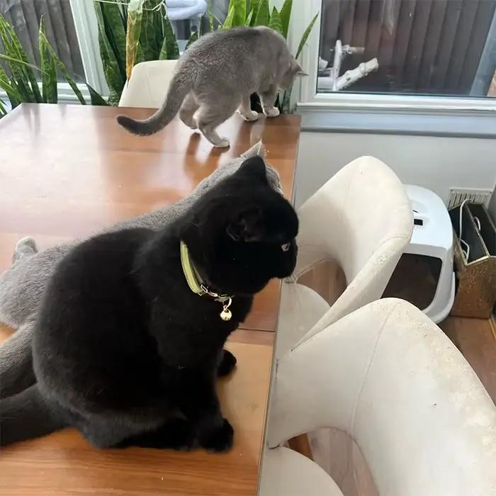 Collier de chat en velours côtelé avec plaque signalétique